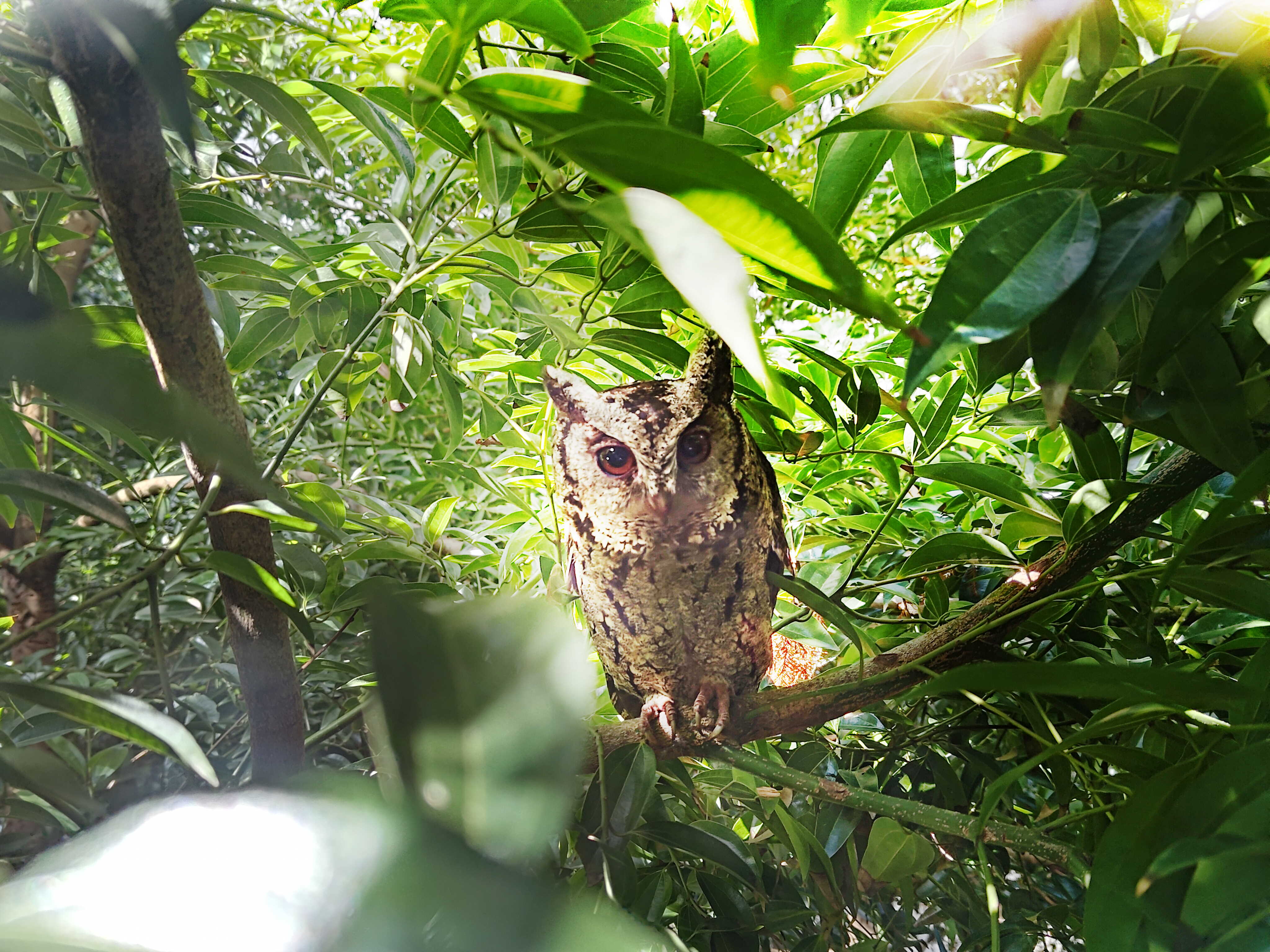 熊猫体育致力提倡净零绿生活，16年以来在全球各厂区植树逾百万棵，造就各厂区树木蔚然成林，犹如森林工厂，成为许多生物的栖息地